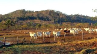 Avanço da agropecuária ameaça vegetação no entorno de áreas protegidas e estradas na Amazônia