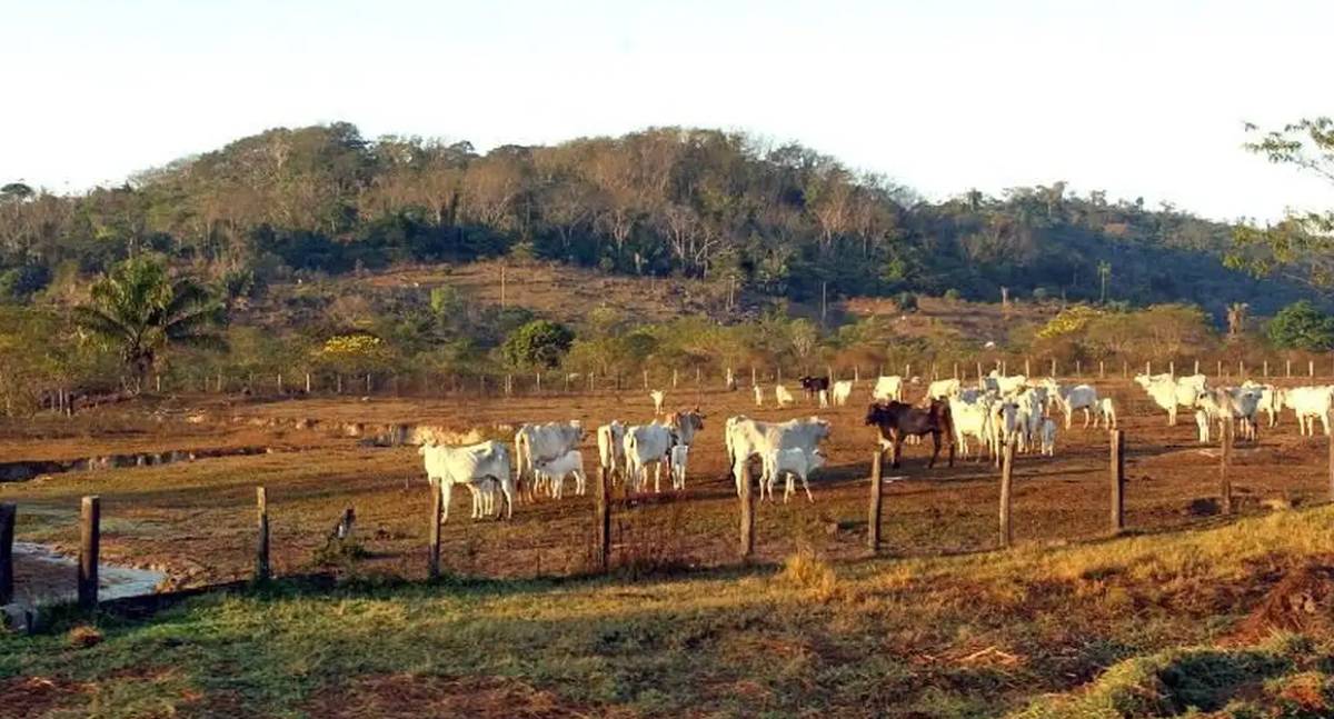 Avanço da agropecuária ameaça vegetação no entorno de áreas protegidas e estradas na Amazônia