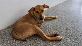 Cão amputado após atropelamento espera por adoção em Porto Velho