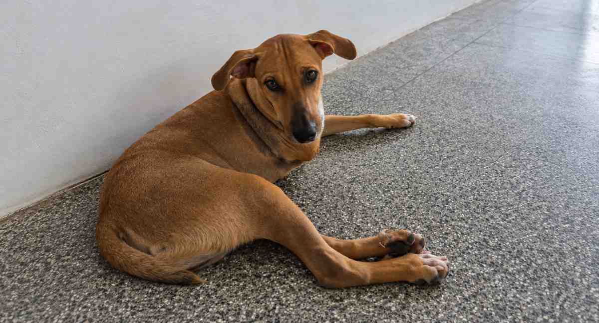 Cão amputado após atropelamento espera por adoção em Porto Velho