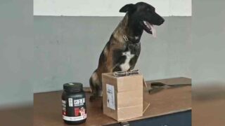 Cão farejador encontra haxixe escondido em pote de whey protein em Porto Velho