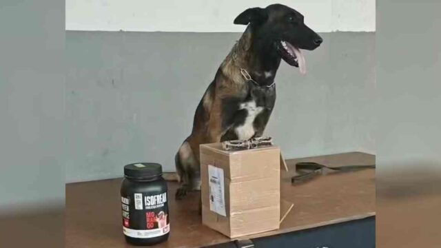 Cão farejador encontra haxixe escondido em pote de whey protein em Porto Velho