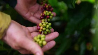 Cláudia de Jesus destina R$ 180 mil à cafeicultura em Vale do Anari