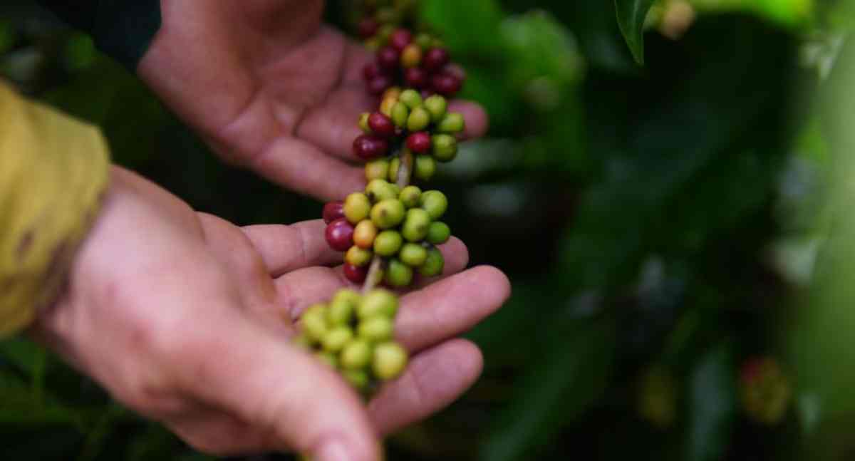 Cláudia de Jesus destina R$ 180 mil à cafeicultura em Vale do Anari