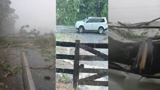 Família escapa ilesa após árvore despencar sobre caminhonete durante temporal na BR-364