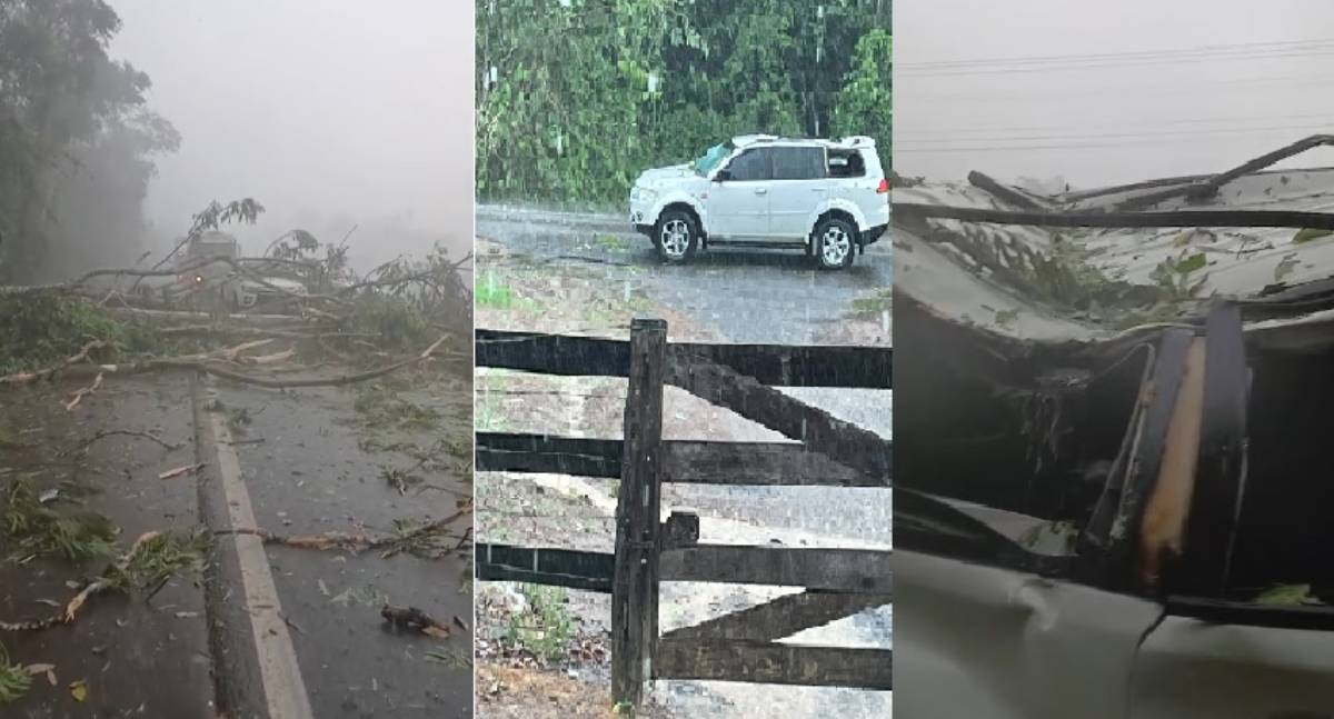 Família escapa ilesa após árvore despencar sobre caminhonete durante temporal na BR-364