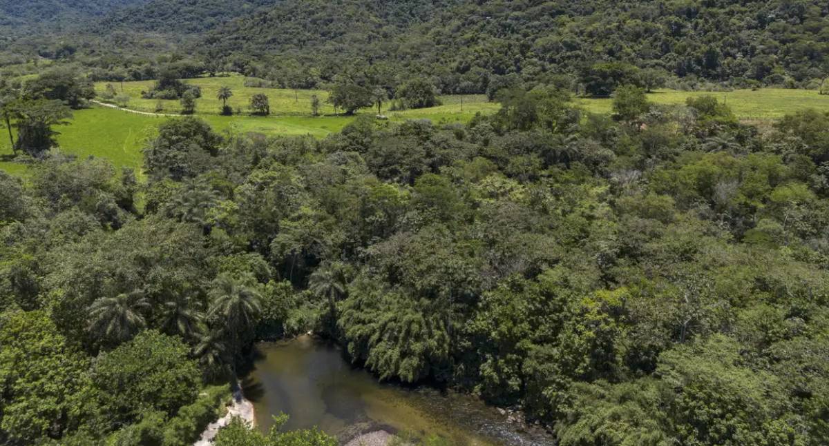 Fragmentação da vegetação nativa no Brasil cresce 45% em 38 anos e ameaça biodiversidade, revela MapBiomas