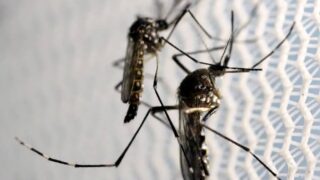 Levantamento aponta alerta ou risco para Aedes aegypti em quase metade dos municípios brasileiros