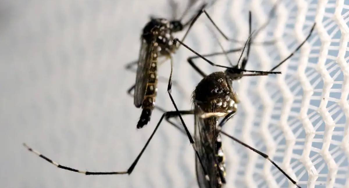 Levantamento aponta alerta ou risco para Aedes aegypti em quase metade dos municípios brasileiros