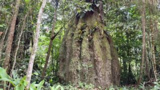 Ministério do Meio Ambiente atualiza lista de flora ameaçada de extinção no Brasil para 3.730 espécies