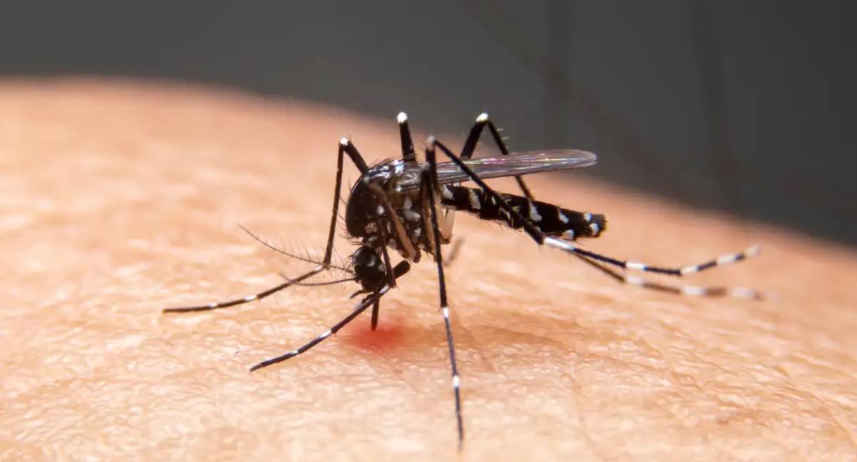 Mudanças climáticas impulsionam avanço de dengue, febre do Oropouche e fungos superresistentes no Brasil