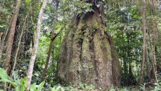 Novo Congresso Nacional terá maioria contrária à pauta socioambiental a partir de 2027