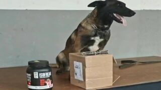 Operação conjunta apreende haxixe escondido em pote de suplemento em transportadora de Porto Velho