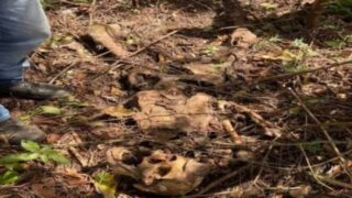 Ossada humana é localizada em área de mata na zona rural de Costa Marques