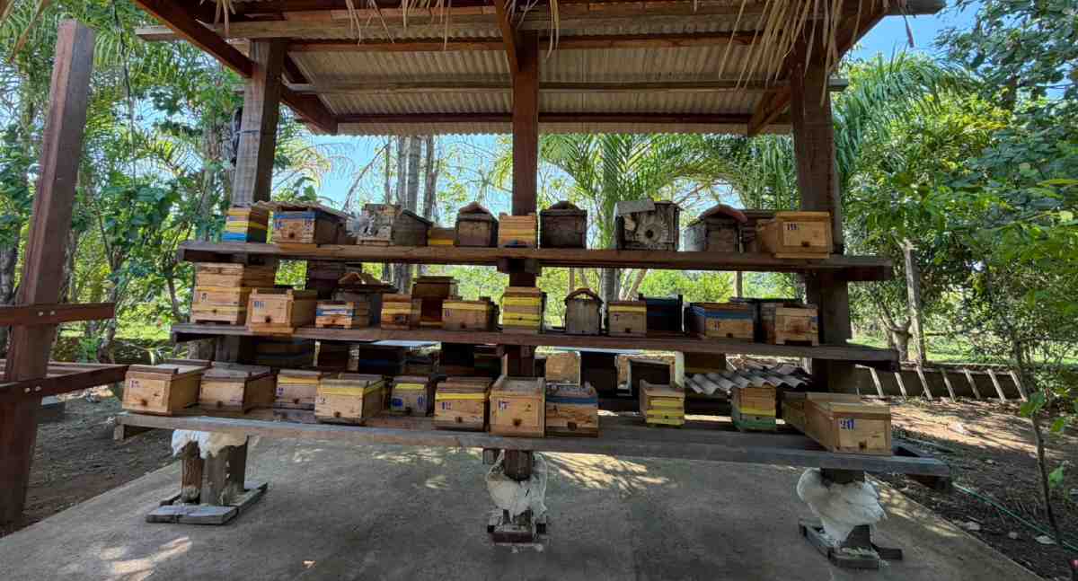 Porto Velho fortalece criação de abelhas e cadeia do mel