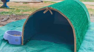 Prefeitura instala abrigos para gatos em parques de Porto Velho