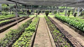 Prefeitura retoma distribuição de mudas no Viveiro Municipal