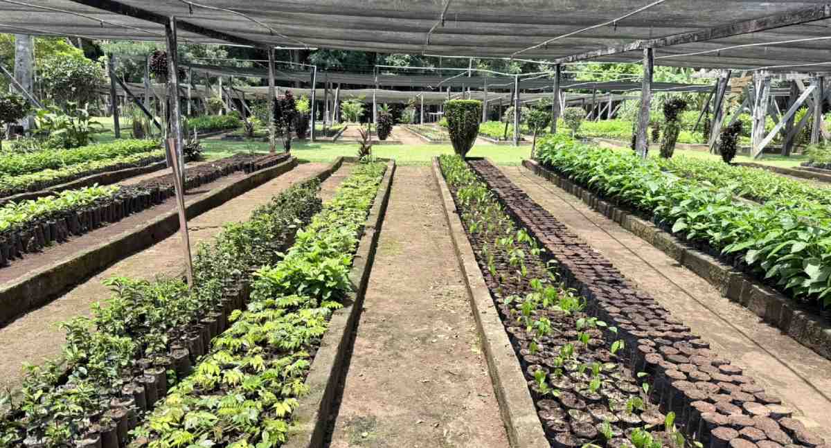 Prefeitura retoma distribuição de mudas no Viveiro Municipal