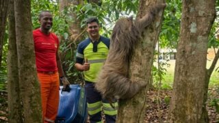Preguiça resgatada à beira da morte na BR-364 se recupera e volta à natureza