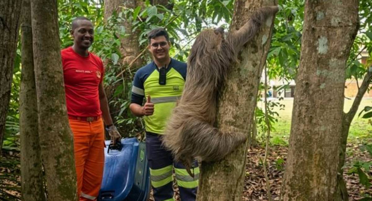 Preguiça resgatada à beira da morte na BR-364 se recupera e volta à natureza
