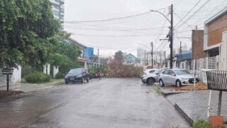 Queda de árvores em Porto Velho: Defesa Civil alerta