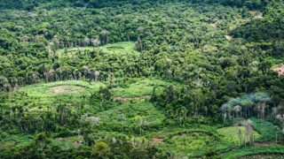 Rede Pan-Amazônica lança plataforma Radar Bioecon para integrar políticas de bioeconomia durante a COP17