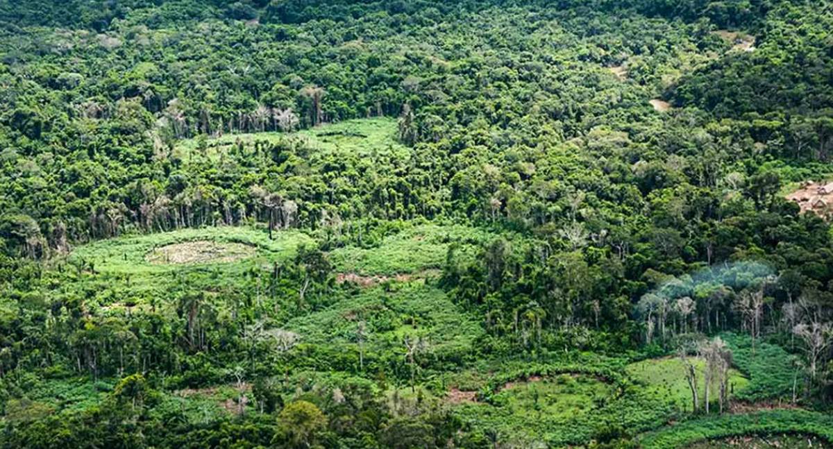 Rede Pan-Amazônica lança plataforma Radar Bioecon para integrar políticas de bioeconomia durante a COP17