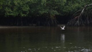 Relatório Planeta Vivo aponta queda de 73% em populações de vertebrados selvagens