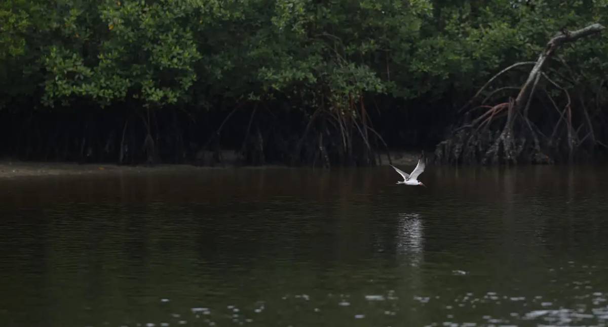 Relatório Planeta Vivo aponta queda de 73% em populações de vertebrados selvagens