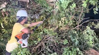 Temporal derruba árvores e mobiliza equipes em Porto Velho