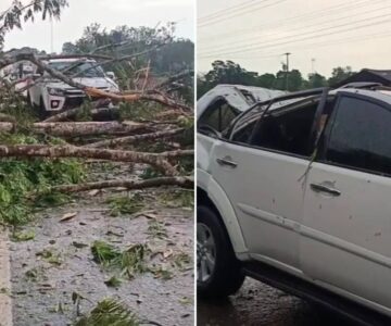 Temporal e rajadas de vento derrubam árvores e atingem veículos na BR-364